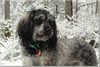 206-zyl-snow