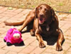Annabelle And Pinky