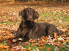 Arlo - Jan's Dog
