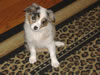Bacci-2