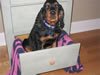 Bbpupdrawer