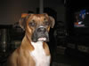 Boxer