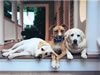 Buddies
