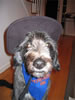 Cowgirl1