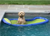 Doginpool