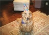 Goldenhat
