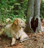Piper-and-the-love-tree