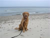 Powell-at-the-beach