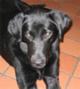 Sadie