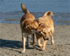 Sara And Stormy